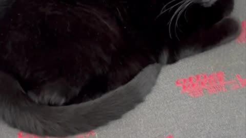 Adopting a Cat from a Shelter Vlog - Cute Precious Piper Smiles with Her Tail #shorts