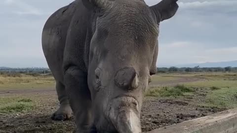 World wildlife zero distance rhino