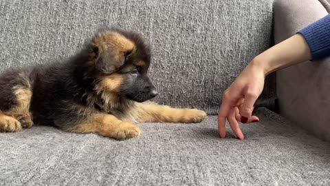 My New German Shepherd Puppy: The First 3 Months at Home