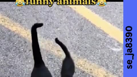 WATCH THIS: ANIMALS BE CRAZY
