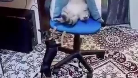 Veri funny animals😁😁🐕🐩dog and cat