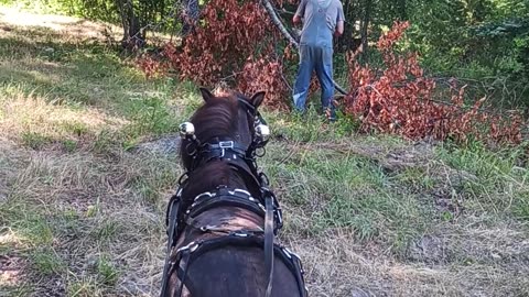 Training miniature horse, logging