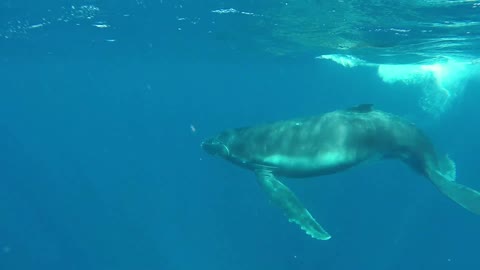 This Close-Up Footage Of Humpback Whale Swimming With Her Baby Is Awe-Striking