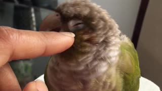 Pet bird enjoying head rub