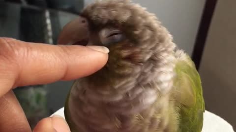 Pet bird enjoying head rub