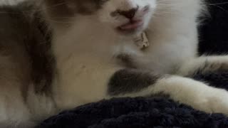 Cat Wiggles Its Tongue