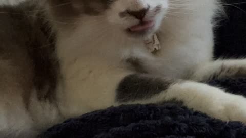 Cat Wiggles Its Tongue