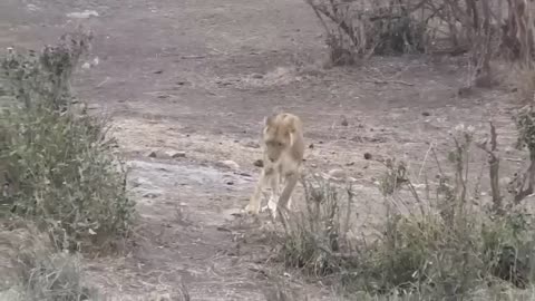Aghast! The Brutal Moment When the Fierce Lion Couldn't Avoid The Giant Lizard Bites| Wildlife 2023