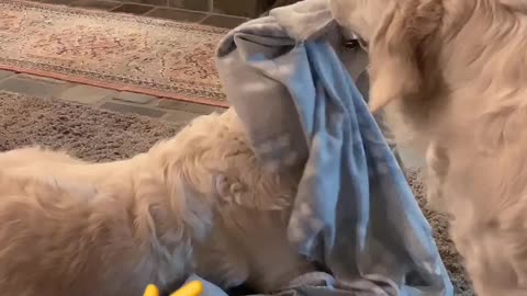 Sister dogs brawl over blanket