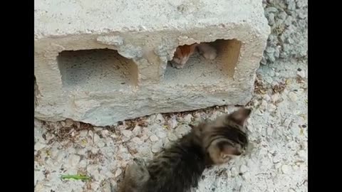 TWO LITTLE CUTE KITTENS PLAYING VERY FULL TUTORIAL AND [UPDATED 2022]!