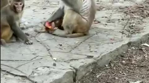 Amazing! Monkey China & Funny Love monkey| Animals Lov