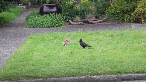 Rabbit vs. Crows