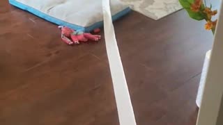 Toilet Paper Puppy Pulls Roll Across House