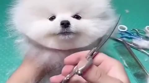 Cute dog hair cut!🥰😍