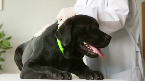 Doctor examining dark retriever dog