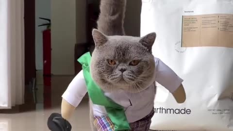 Cat viral funny video 😹😹😹