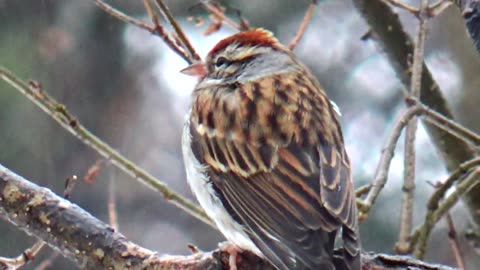 Chirping Sparrow