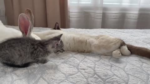 Cute Rabbit made friends with Cats