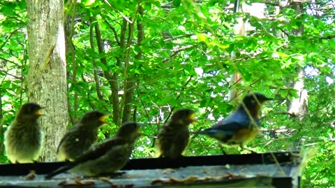 Bluebird Family