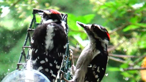 Woodpecker Love