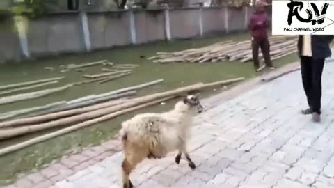 funny video_goat vs human | who do you think won? Animal Instinct | Wildlife