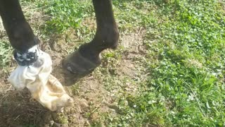 Iv bag hoof soak life hack!