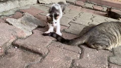 Incredibly beautiful Kittens living on the street. These Kittens love to play 😍