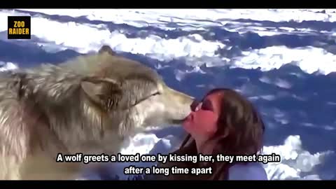 Wolf Is Reunited With His Human Friend After A Long Absence