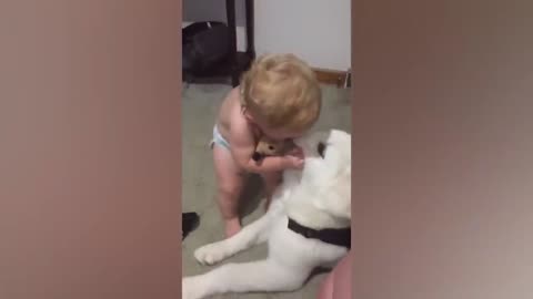 Best puppy and baby video funnt