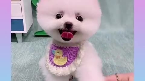 Cute and funny dog video