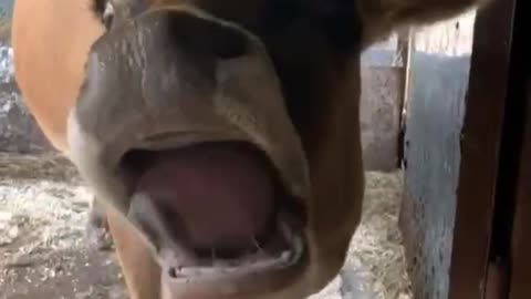 How a cow licks her lips