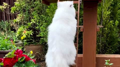 Cute persion white cat climbing up stears 😍