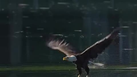 Eagle attack catching fish
