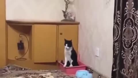 Funny cats & Dogs