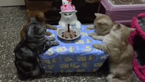 What would a cat party look like