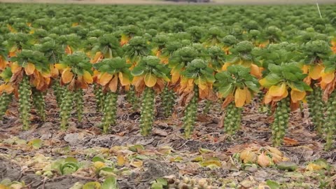 How Million Tons of Tiny Cabbage Farming and Harvesting - Brussel Sprout Cultivation Technique