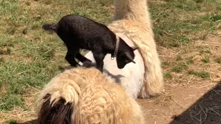 Lamb Has a Hard Time Staying on Freshly Shaved Llama
