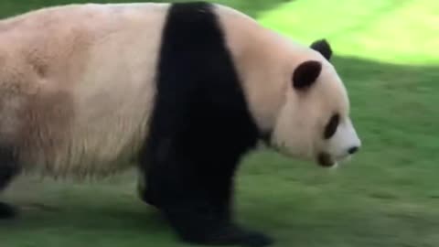 Meet the cutest pandas ‘Suhail’ and ‘Thuraya’ at the Middle East’s