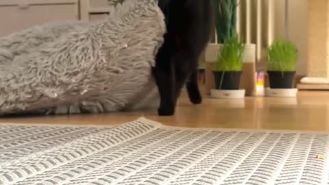 Cat Drags Bed To Better Corner