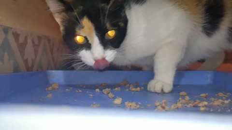 Slow Motion Of Cat Eating & Looking to Camera