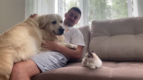 Golden Retriever Meets New Baby Kitten for the First Time!