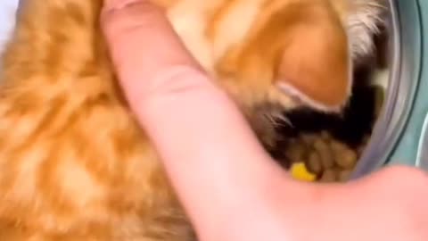 Cat cute viral funny video 😹😹
