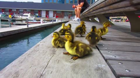 Duck Drop on Queens Quay Toronto