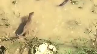 Snake and Mongoose Fighting