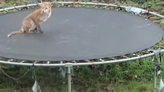 Frolicking Fox on the Trampoline