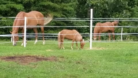 three red horses