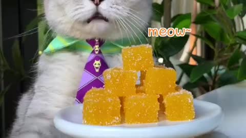 Do You Have Mandarins? Making Healthy X Candy Right Away Chef Cat Cooking #tiktok #Shorts