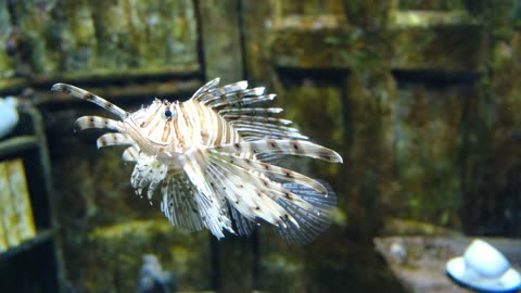 A Scorpion Fish Swimming Underwater