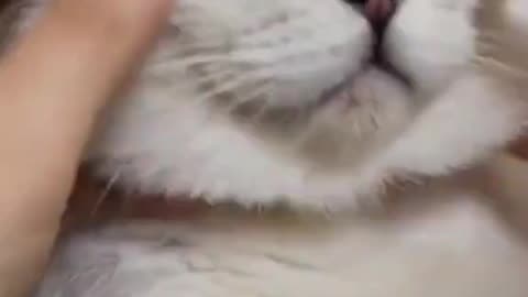 Cat Reaction video | shortvideo