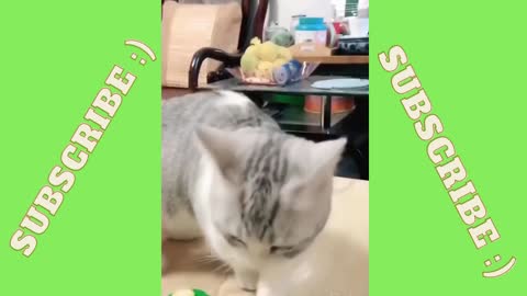 Cute cat rings the bell for food